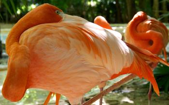 bel-air-animal-park-playa-del-carmen